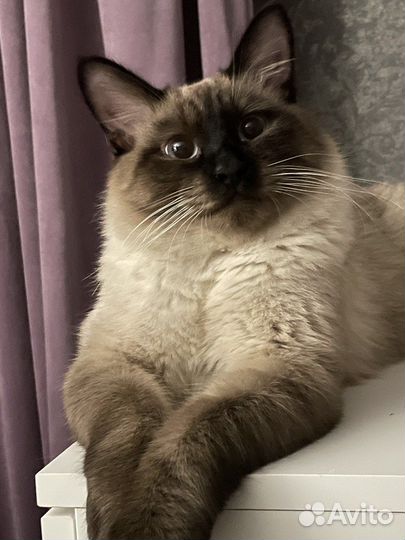 Вязка тайского кота