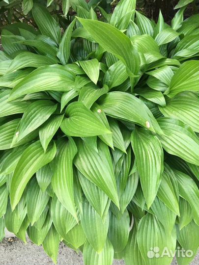 Садовые растения