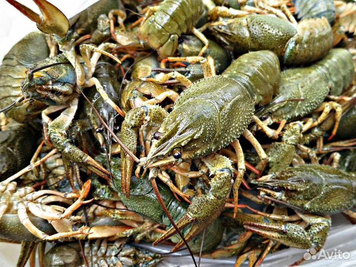 Продам Волжских живых раков