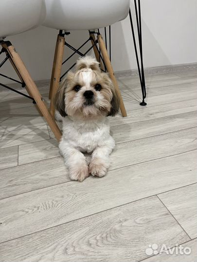 Вязка кобель ши-тцу