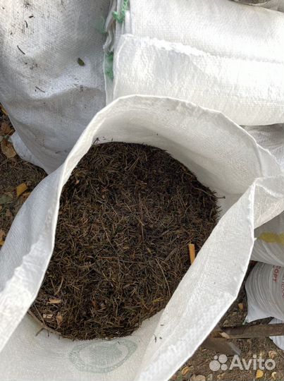 Мульча, пихтовые лапки