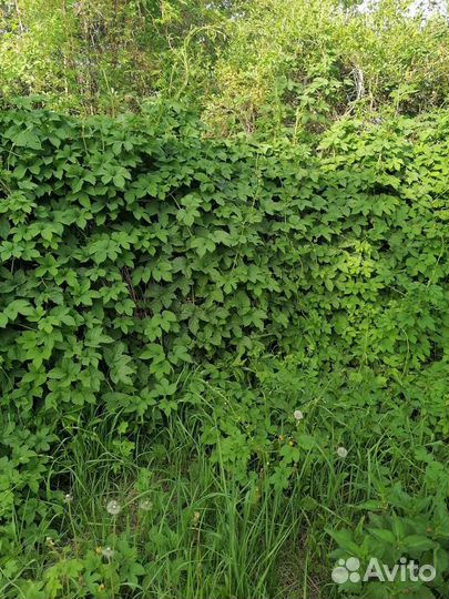 Хмель, откопаю куст