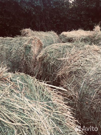 Сено люцерна