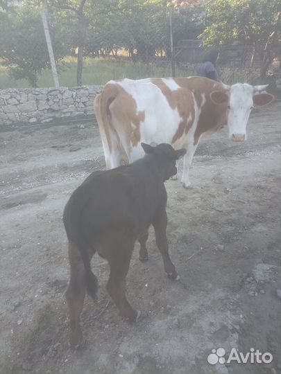 Корова с теленком