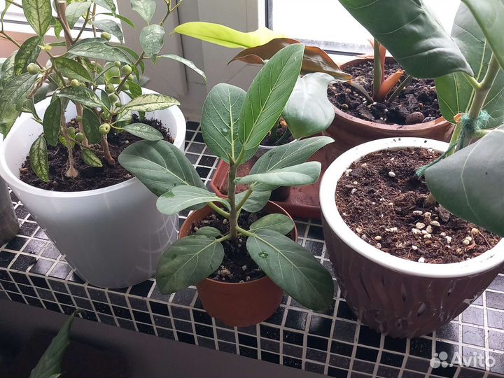 Фикус бенгальский одри