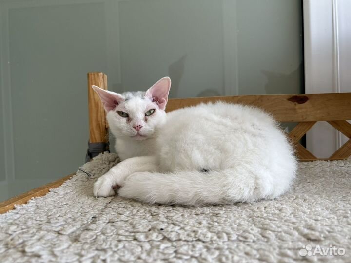 Девон-рекс кошечки в добрые руки