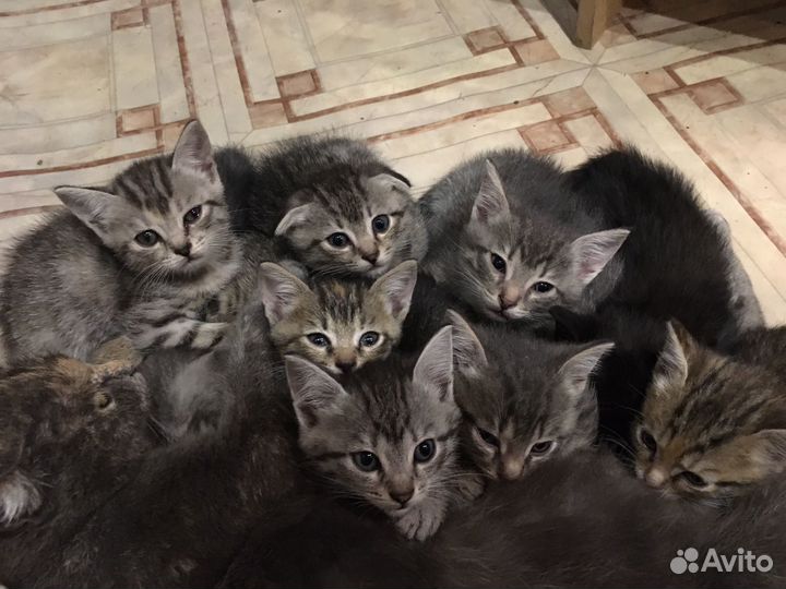 Котята в добрые руки