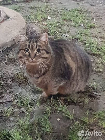 Кошка Маша, 5 лет бесплатно