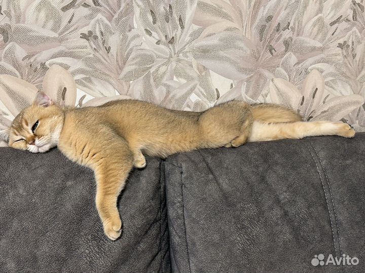 Шотландская кошка вязка