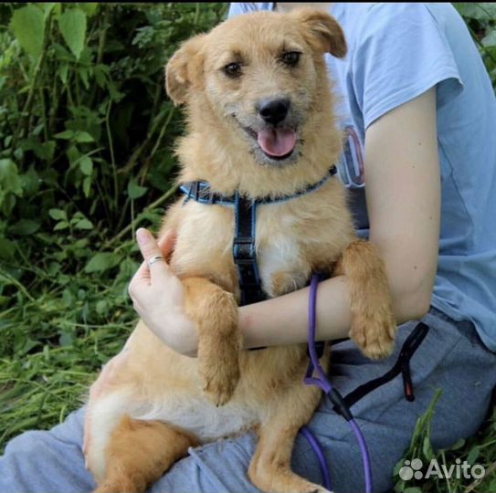 Ищет дом не большая Собачка Молли