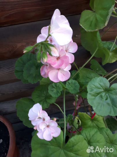 Пеларгония герань