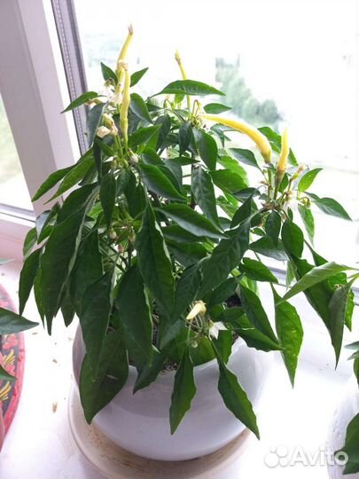 Декоративные комнатные перцы