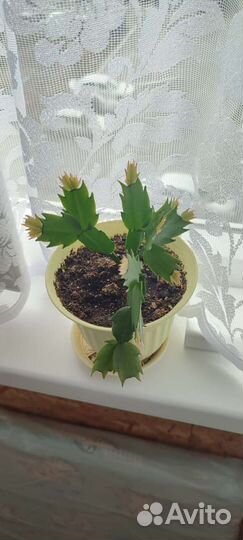 Декабристы