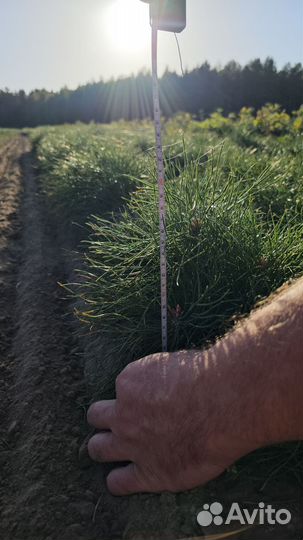 Саженцы сосны и ели окс от производителя