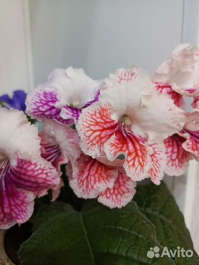 Стрептокарпусы почтой