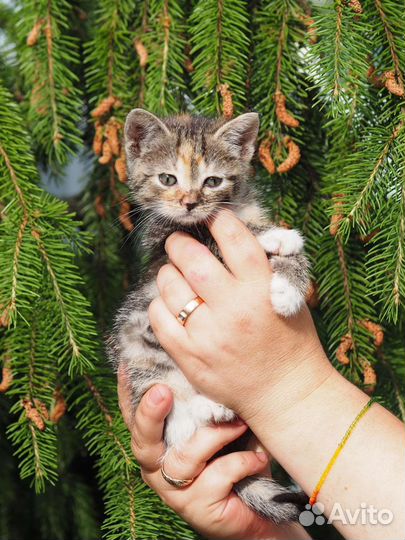 Кошки в добрые руки бесплатно