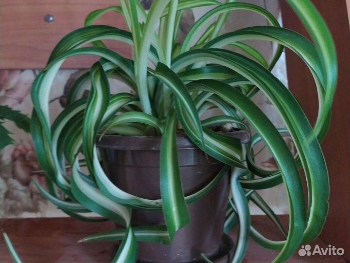Хлорофитум кудрявый бони