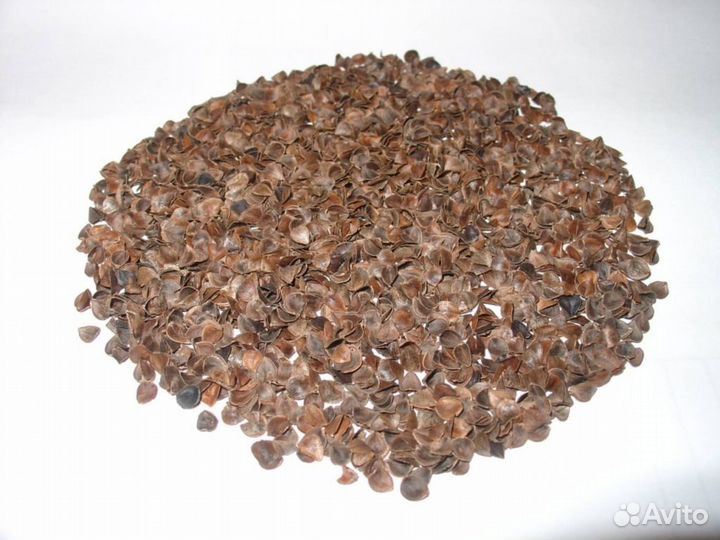 Гречишная лузга