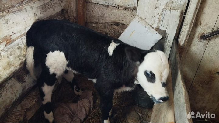 Телочка 5 дней