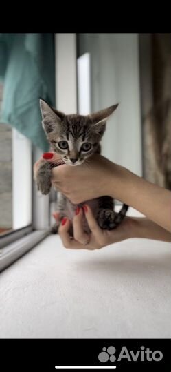 Европейские котята