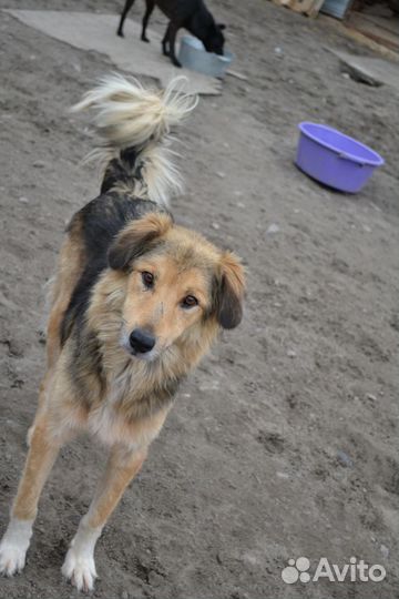 Собака в добрые руки