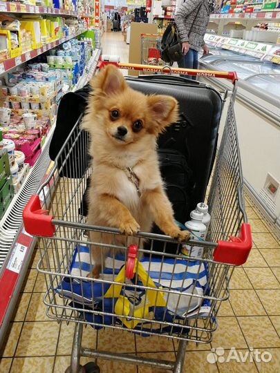 Парень согласен жениться