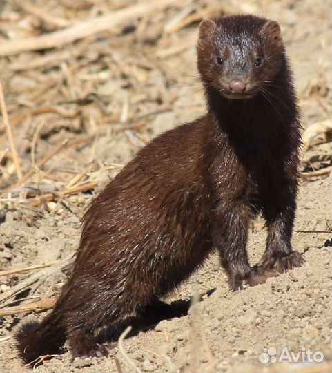 Норка. Доставка по РФ