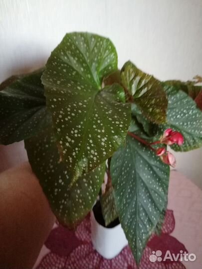 Комнатные цветы