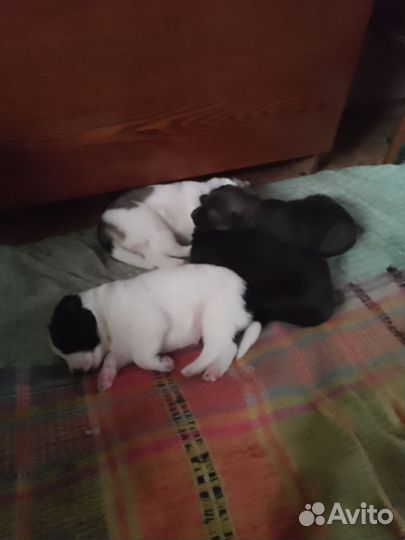 Собака в добрые руки отдам бесплатно