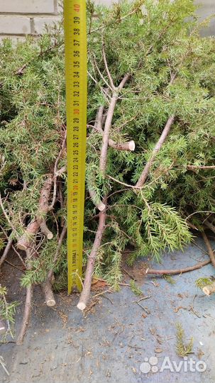 Можжевельник веник,ветки