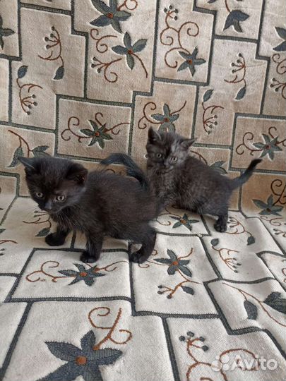 Котята в добрые руки бесплатно