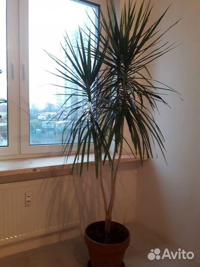Пальма драцена 180 см