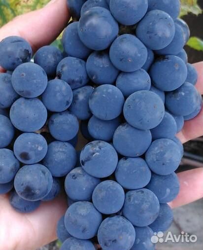 Саженцы винного винограда Изабелла