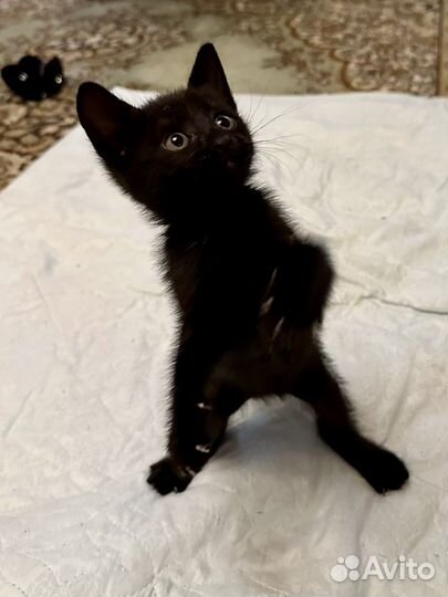 Котенок девочка 1 месяц