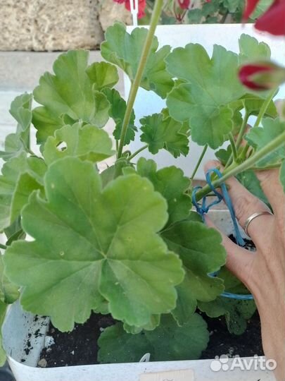 Пеларгония герань зональная