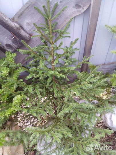 Пихта Сибирская