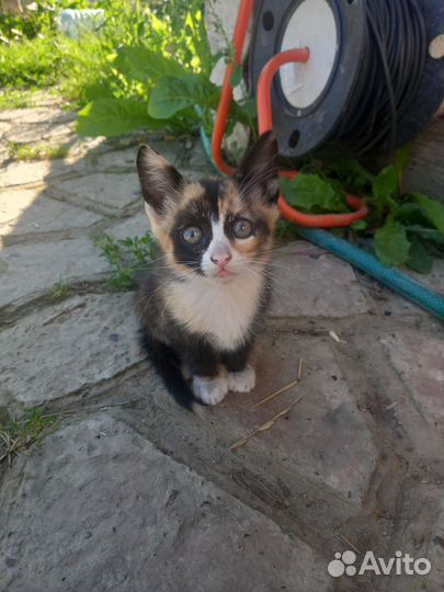 Кошечка отдам