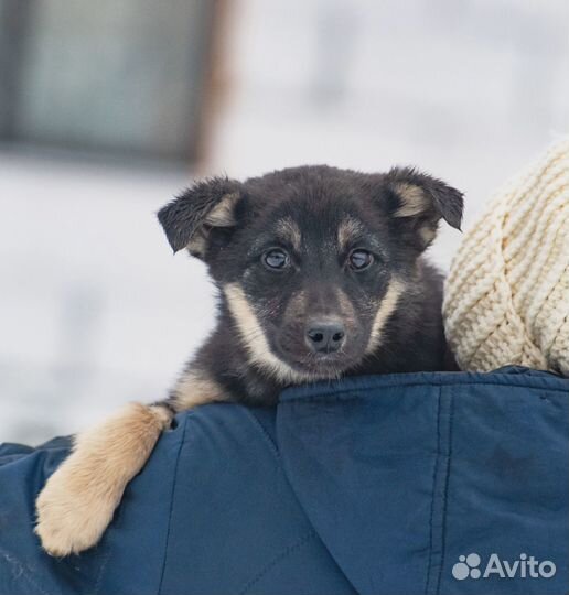 Собачки в добрые ручки Девчушки-чернушки