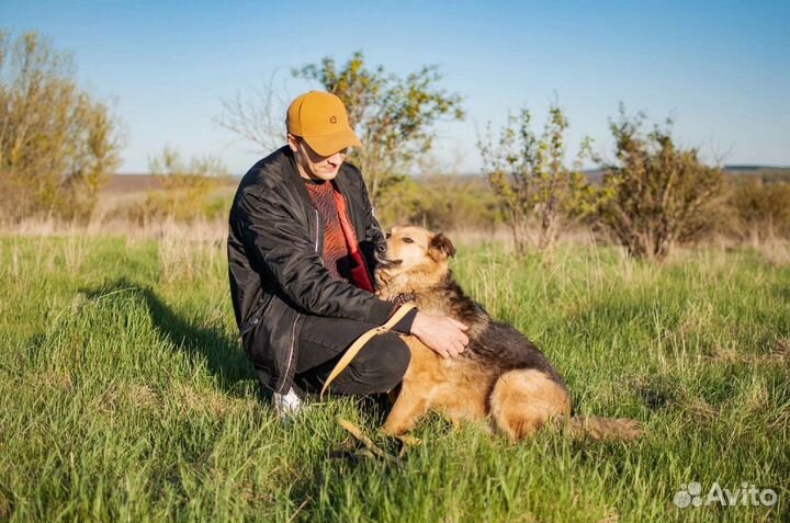 Умная собака ждёт в приюте