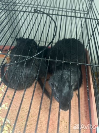 Монгольская песчанка