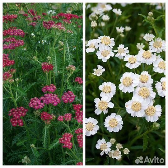 Садовые цветы и растения,аптечная грядка