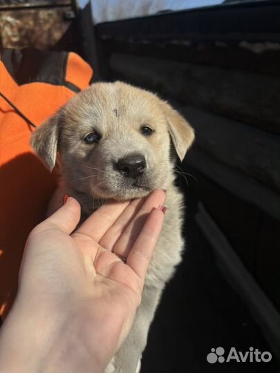 Щенки хаски