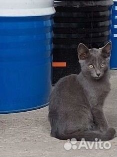 Котята в добрые руки бесплатно