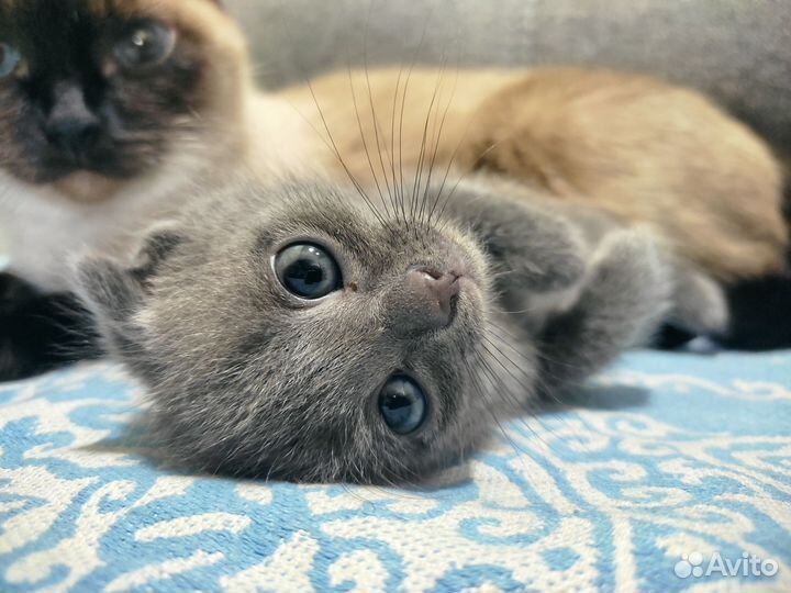 Котятки в добрые руки)