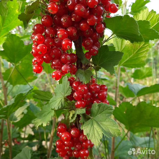 Саженцы смородины