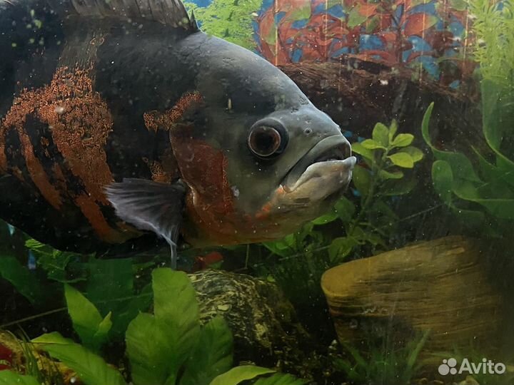 Астронотус (Astronotus ocellatus)