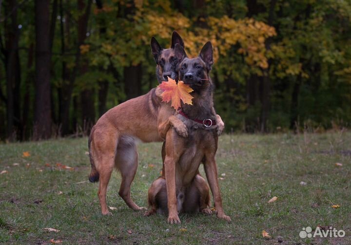 Кинолог, дрессировка собак