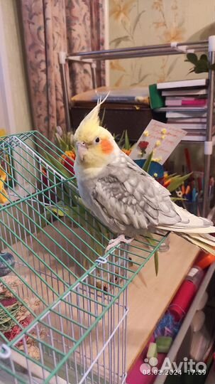 Попугай корелла с клеткой