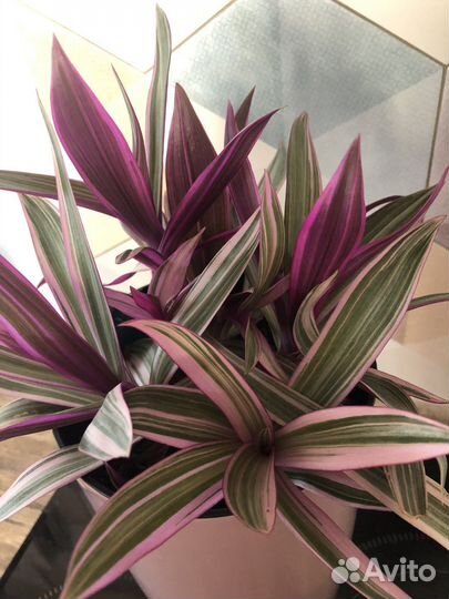 Традесканция рео розовая (вариегатная) 6 корней