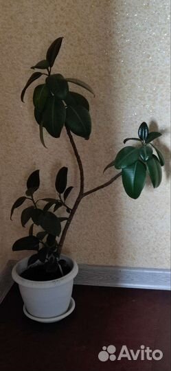 Фикус, алоэ Вера